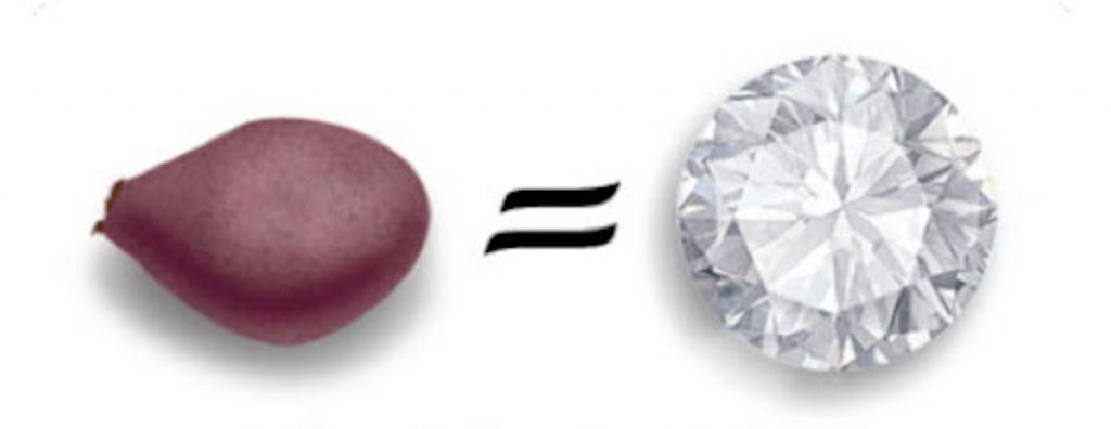 Ziarno karoby ma masę 0.2g co odpowiada 1 ct. Diament i każdy inny kamień szlachetny obliczany jest w karatach.