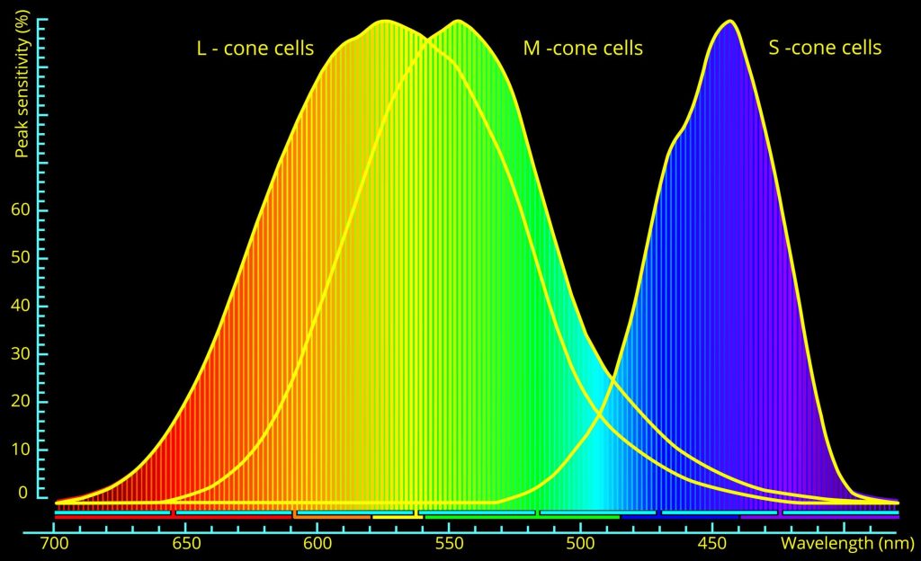 Typy fotoreceptorów w siatkówce oka - czopki S, M i L.